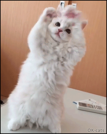 Funny Kitten GIF • Hungry kitty standing on hind legs is begging for food in a funny and cute way. Funny Kitten GIF • Hungry kitty standing on hind legs is begging for food in a funny and cute way.
