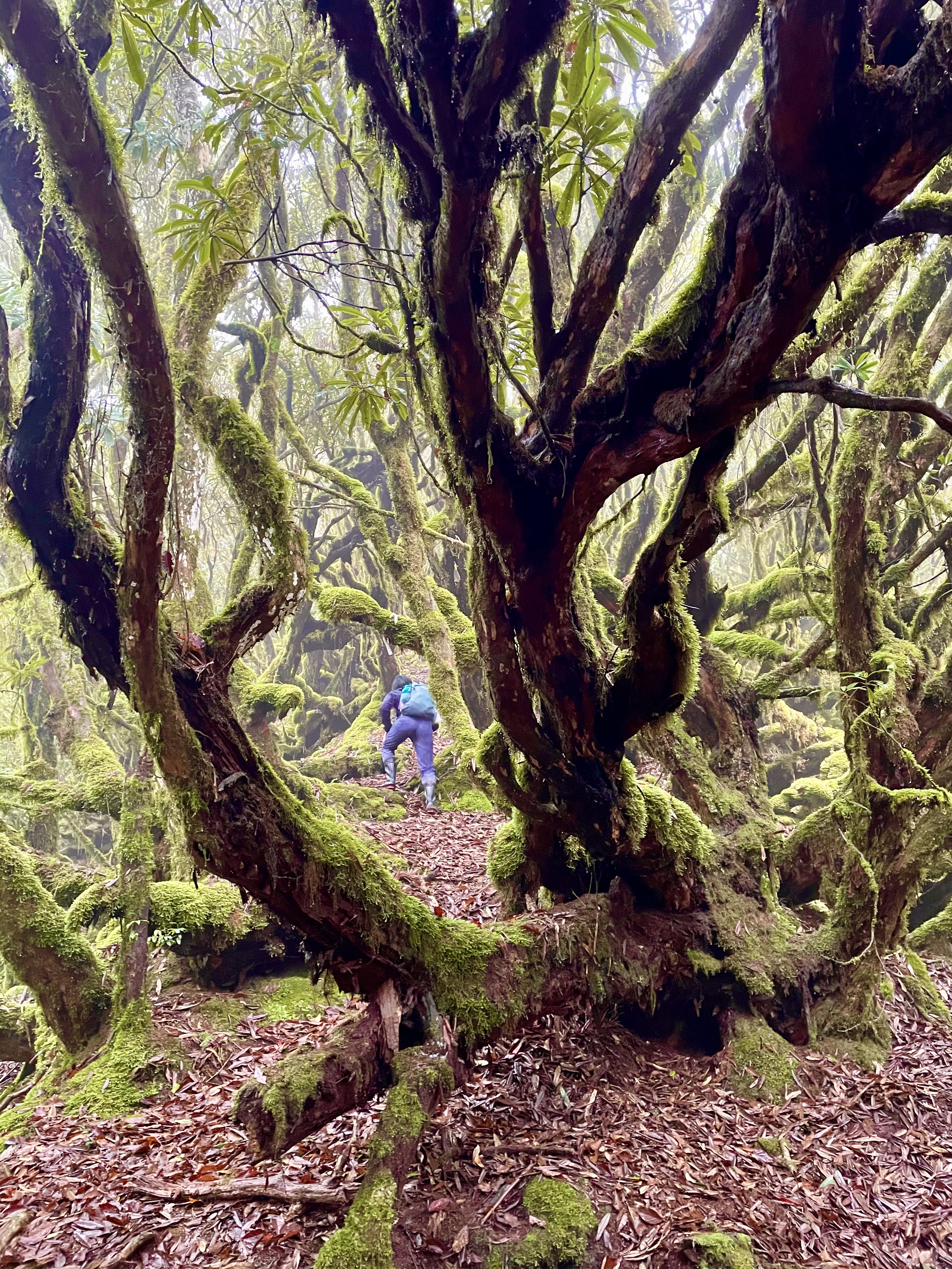 花蓮玉里山登山活動