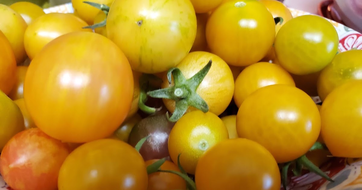 BestTasting Tomato Varieties for the Home Gardener
