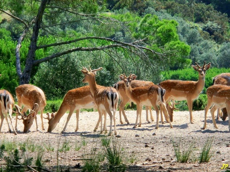 Tapada de Mafra Natural Park