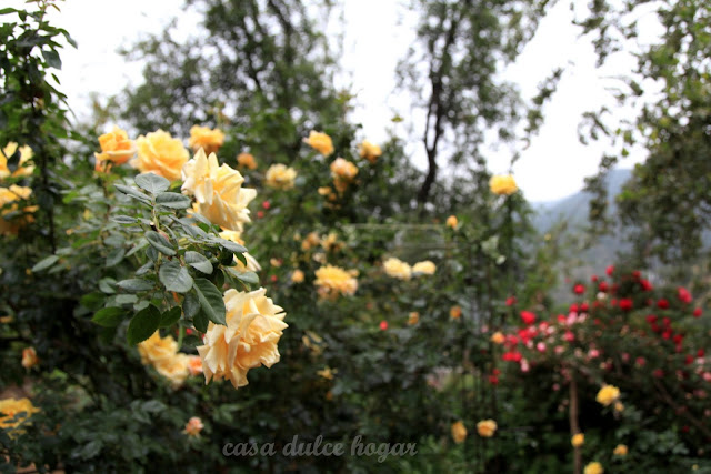 casa dulce hogar: Rosas de mi jardín en verano