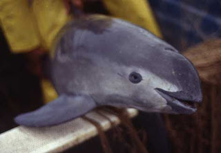 Gambar lumba - lumba vaquita