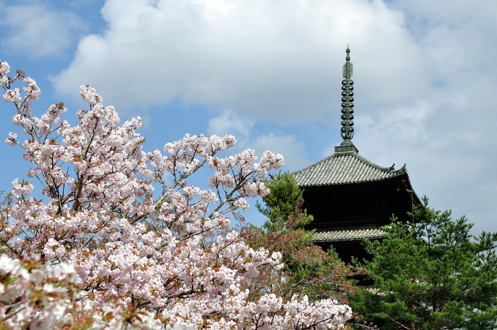 18關西賞櫻 京都仁和寺御室櫻