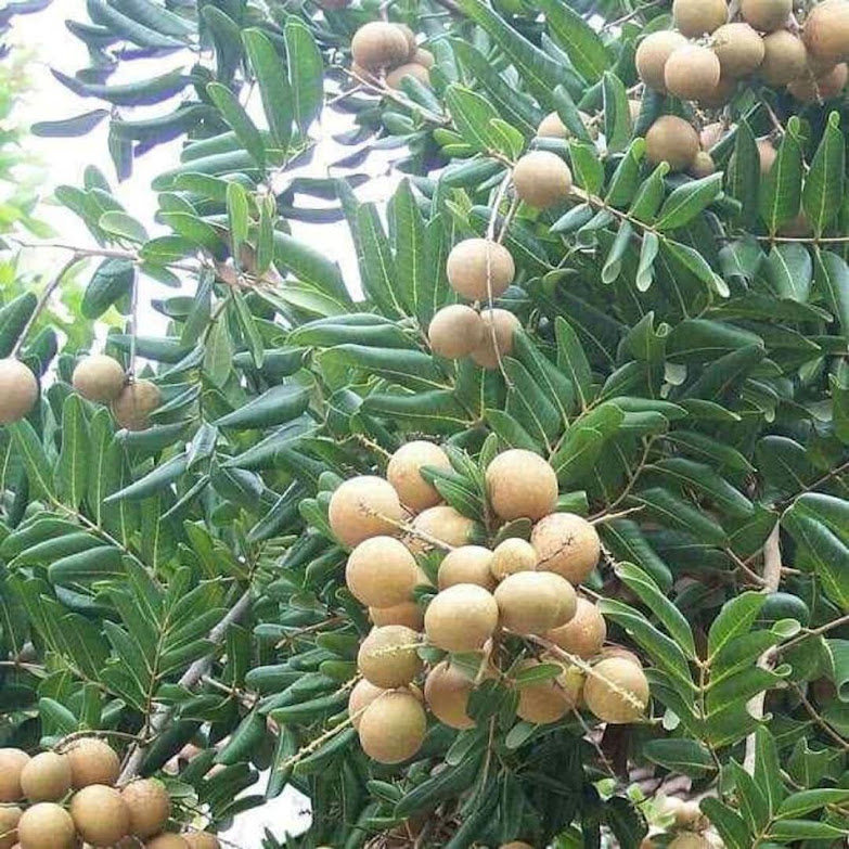 Bibit Kelengkeng Ping Pong Sulawesi Utara