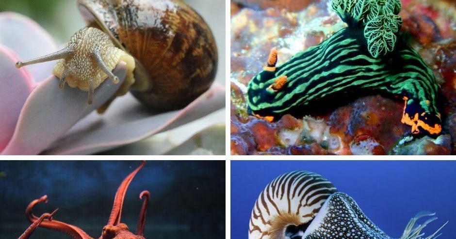 CCNN- ANIMALES INVERTEBRADOS (5). 9.06.2020