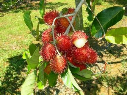 manfaat buah ace bagi kesehatan