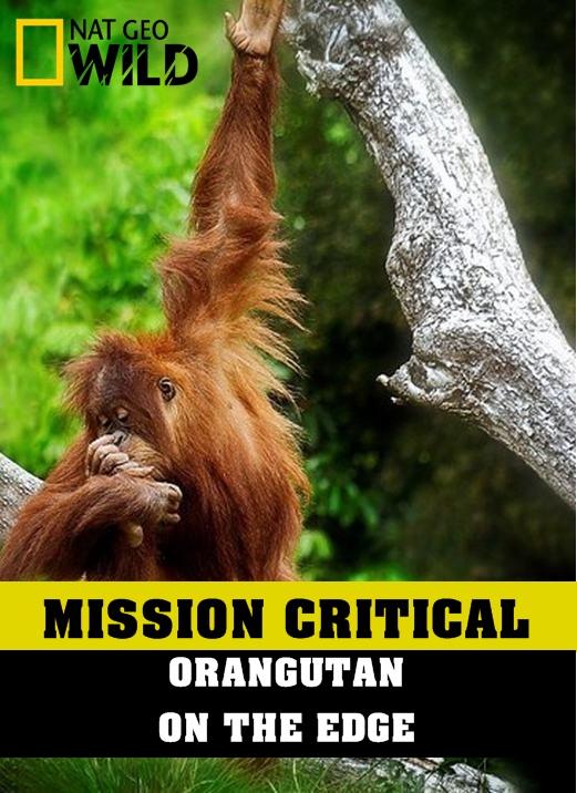 Nhiệm Vụ Cấp Bách: Đười Ươi – Trước Nguy Cơ Tuyệt Chủng - Mission Critical: Orangutan On The Edge