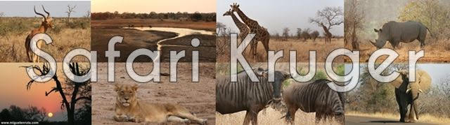 Safari-por-libre-Kruger-Sudáfrica