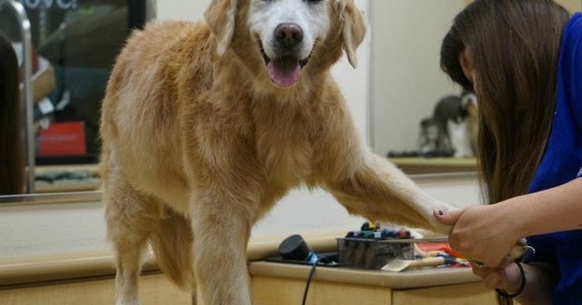 manchester terrier doberman pinscher