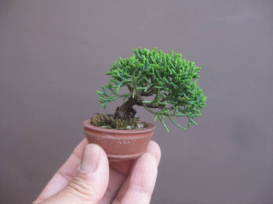 BONSAI TREES Inspirasi bonsai mini