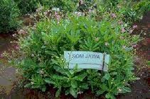 Kata Mutiara Cinta: Cara Budidaya Tanaman Ginseng