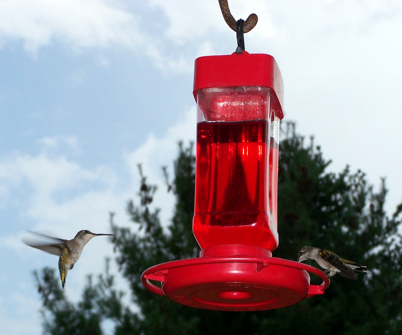 Homemade Hummingbird Nectar