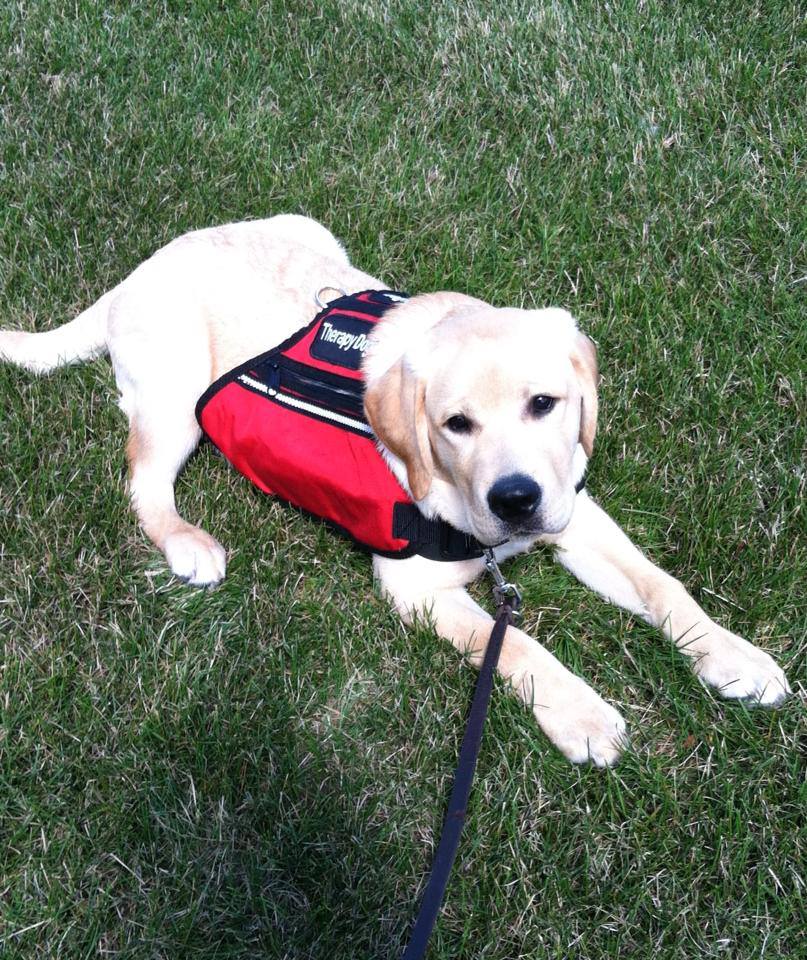 ... : What does 'In Training' mean for Therapy Dogs and Service Dogs