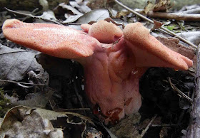 Fistulina hepatica Beefsteak polypore growing on ground