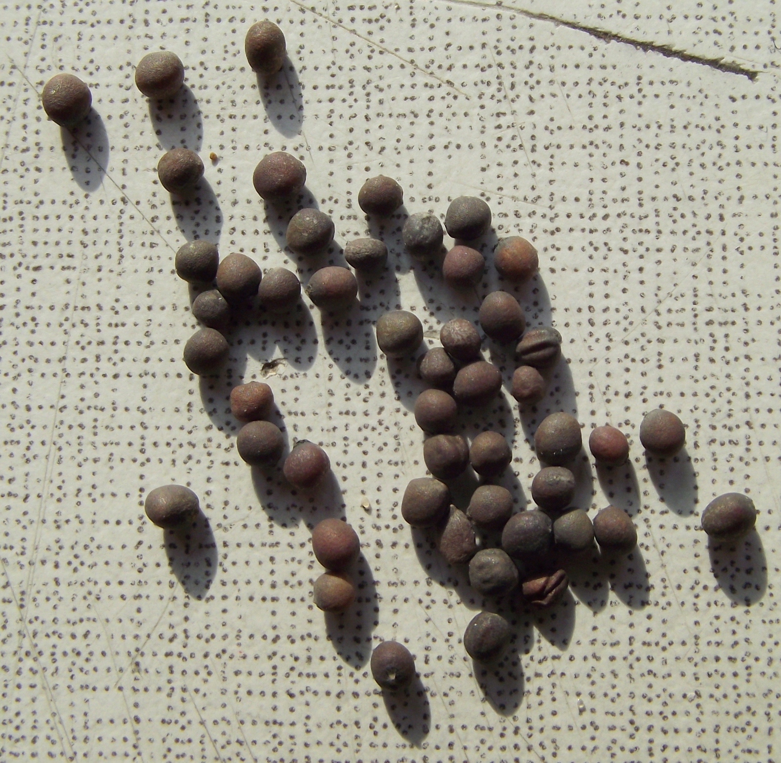 zürich-essaouira-cosmopolis: Der Balkongarten