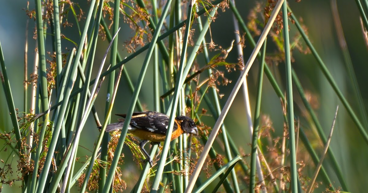 Black-headed Grosbeak