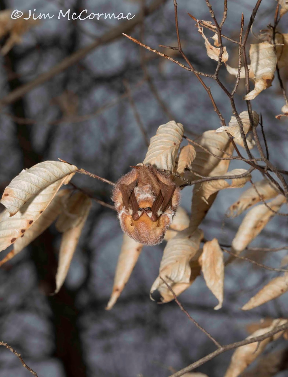 Ohio Birds and Biodiversity Eastern Red Bat 32 F!