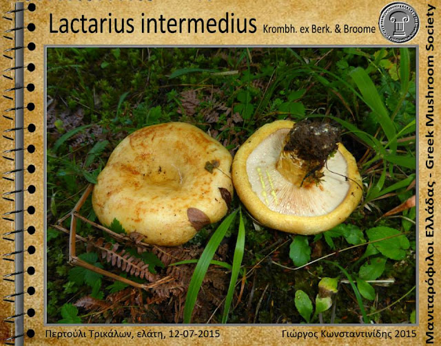 Lactarius intermedius Krombh. ex Berk. & Broome