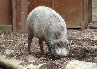 Sus barbatus (Sakallı yaban domuzu)