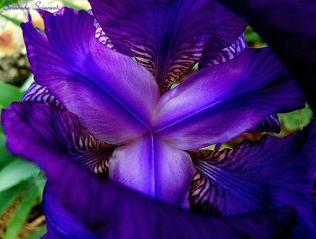 Iris blu