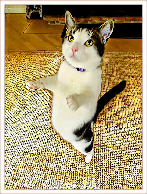 Melvyn's Happy Dance with Jazz Paws  ©BionicBasil® Caturday Art 