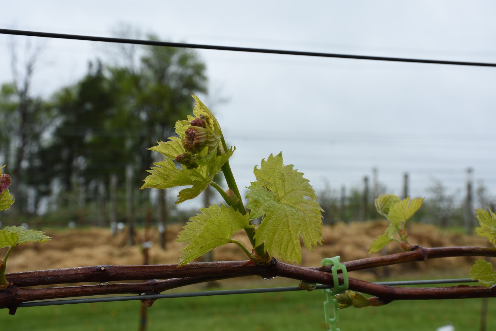 Update on Bud Break on Grapes at the UMN Horticultural Research Center