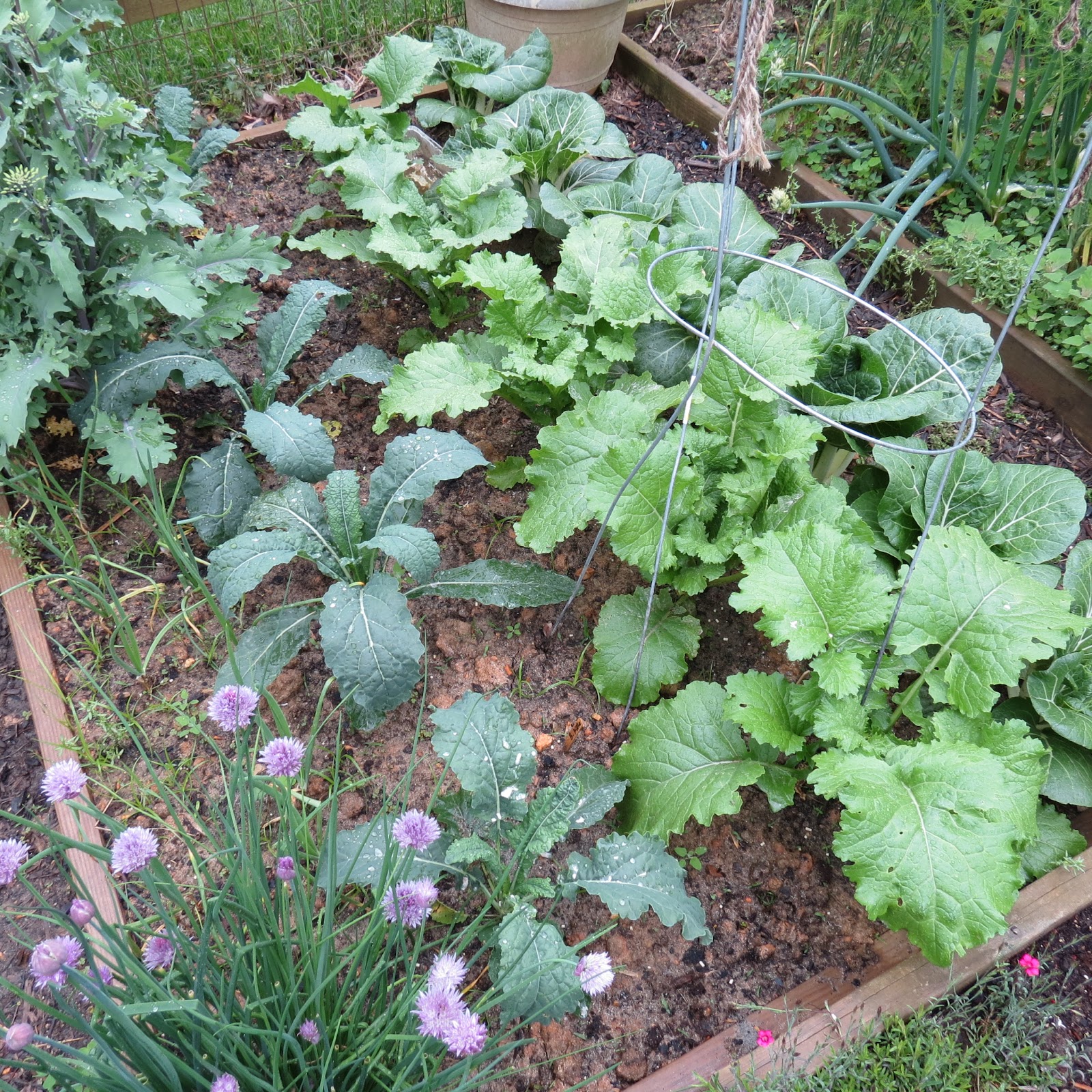 The Rusted Vegetable Garden
