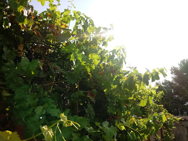 Ramas de parra con sus hojas al sol