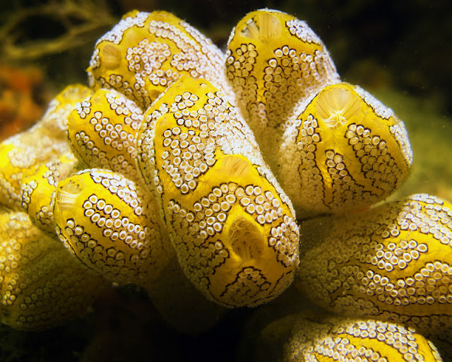 Yellow Tunicates of Indonesia
