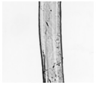 Longitudinal-View-500X-Sisal-fibre