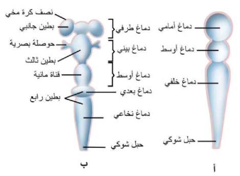 الشكل 1-2: تطور الدماغ والحبل الشوكي، أ) الحويصلات الأساسية للأنبوب العصبي، ب) ان الحويصلات الثانوية.
