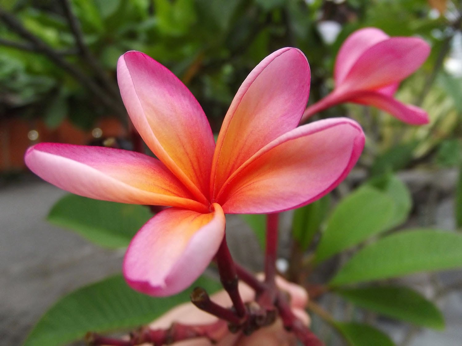 Exotic Plants  in Indonesia  Flowers Gallery