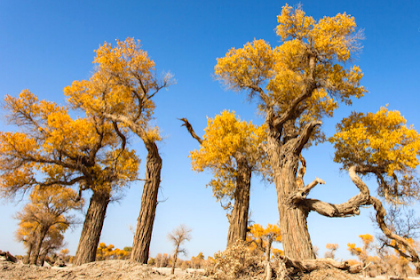 Ciri Ciri Pohon Gurun Pasir / Eufrat (Populus euphratica) Di Alam Liar