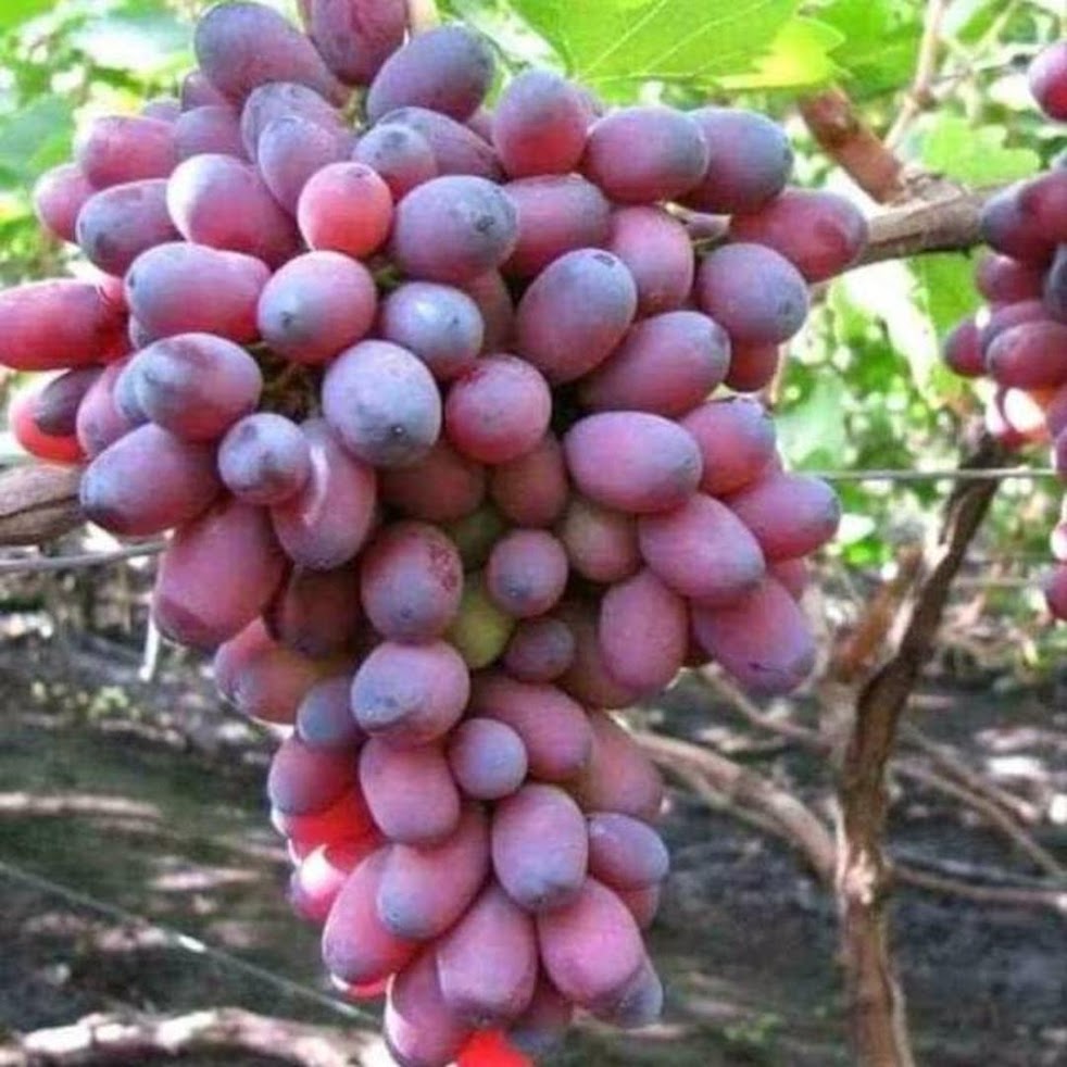 Bibit Tanaman anggur import unggul Sawahlunto