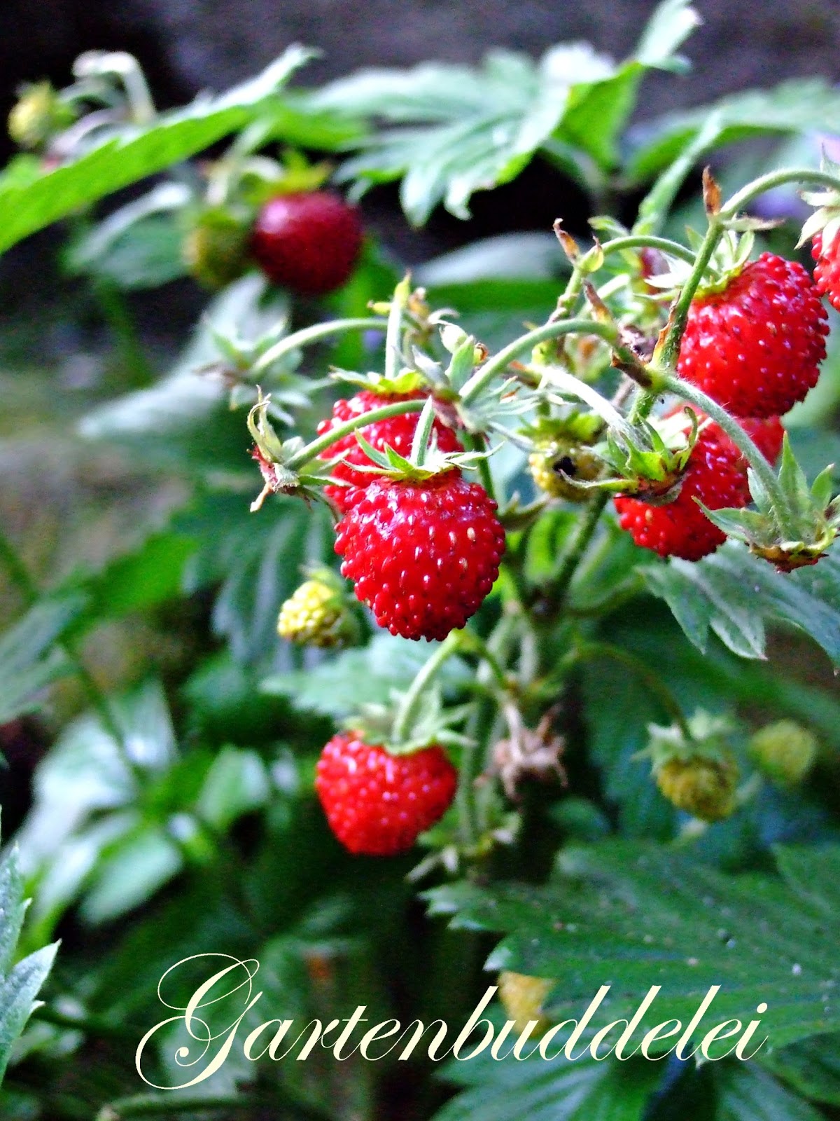 Gartenbuddelei Sommerzeit Erdbeerzeit