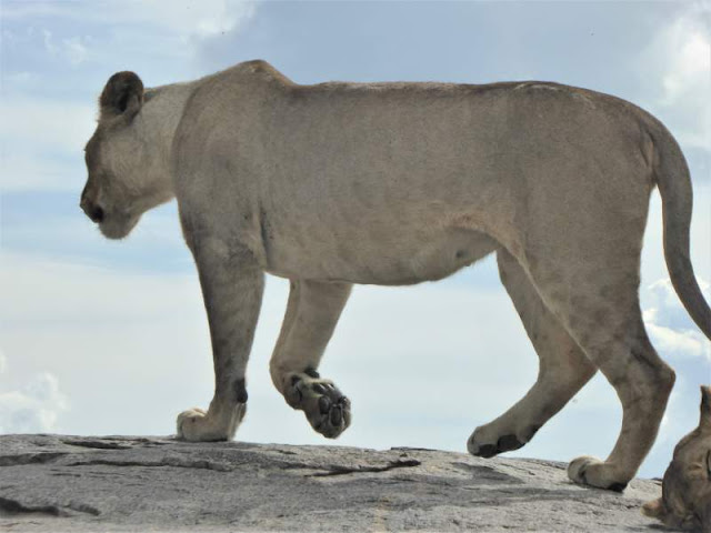 leonessa kopjes serengeti