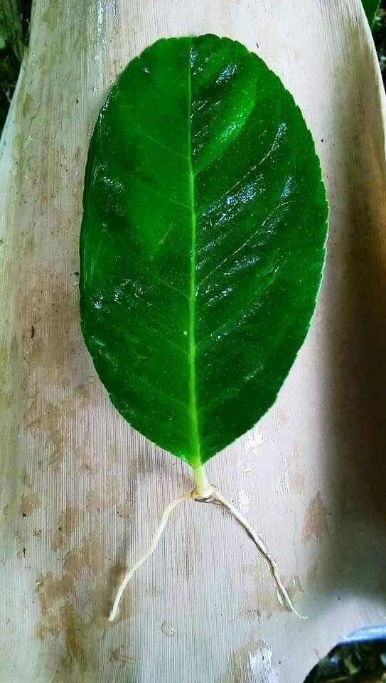 Teknik Terbaru Tanam Limau Kasturi Melalui Keratan Daun 100 Menjadi Sifu Durian