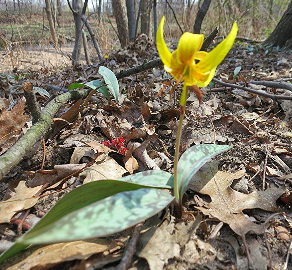 The Foraged Foodie Foraging for wild violets identification