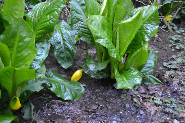 skunk cabbage with big yellow flowers