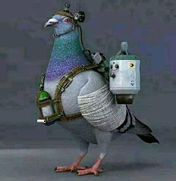 Pigeon de guerre