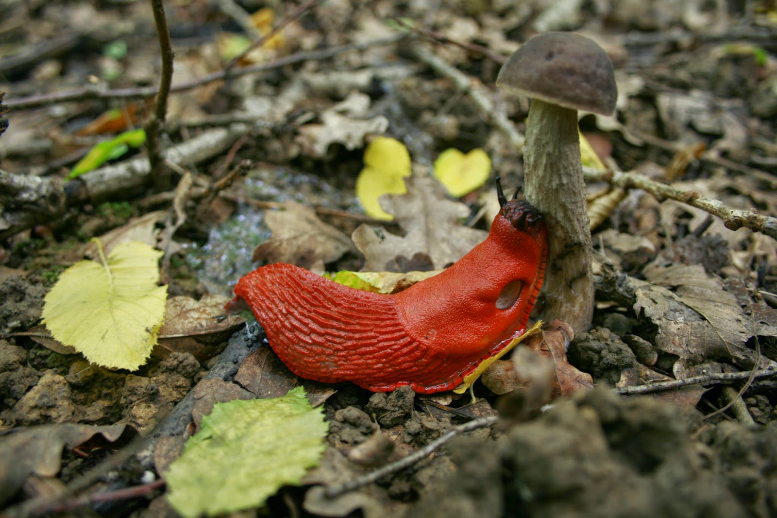 Des salades mangeuses de limaces ? Découvrez les plantes carnivores !