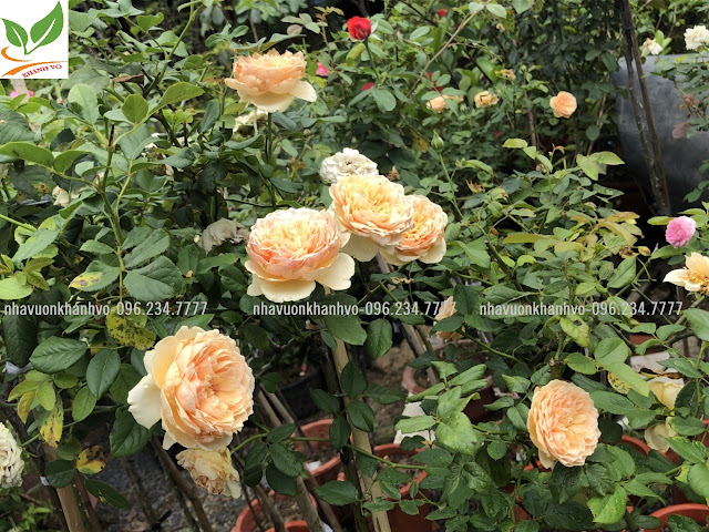 Thú nuôi, cây cảnh: Tree Rose, hoa hồng tuyệt sắc. Hong-than-go-8
