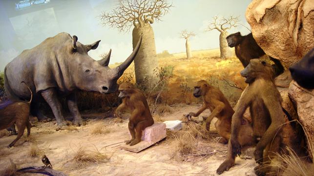 Lihat Satwa di Batu Secret Zoo, Jatim Park 2, Malang, Jawa Timur