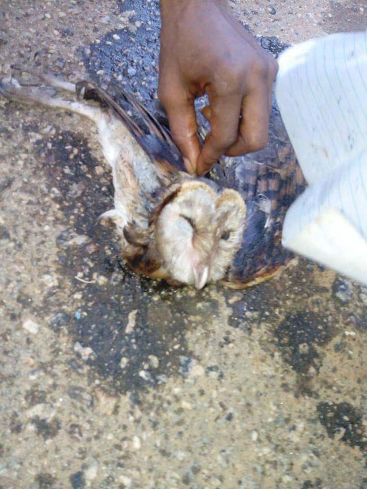 Confusion As Nigerian Woman Allegedly Transforms Into An Owl. See Photos UJIM2