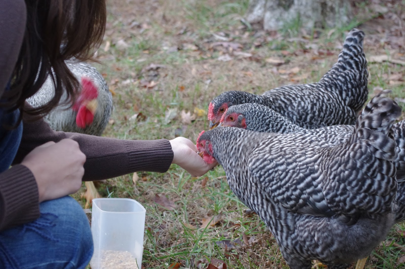 Restoring the Roost Favorite Treats for Backyard Chickens