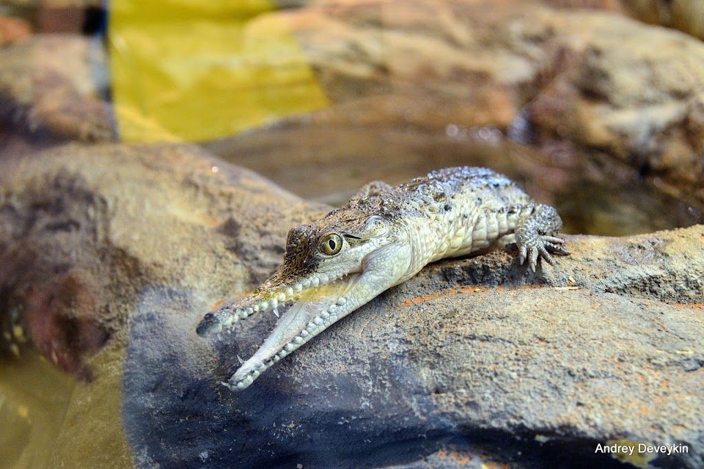 Alice Springs Reptile Centre