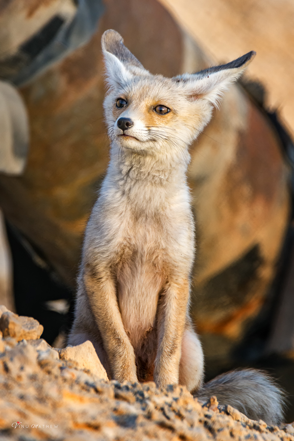 Arabian Red Fox 