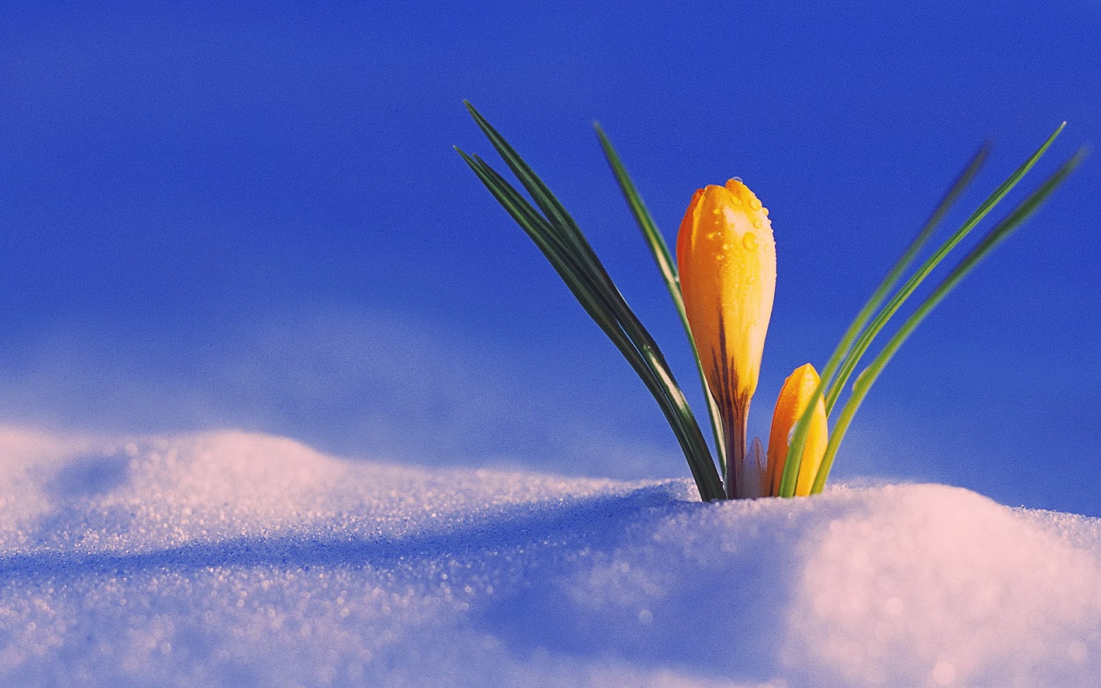 Spring Poze Poze Cu Dragoste: Spring Wallpapers (Poze de primăvară)