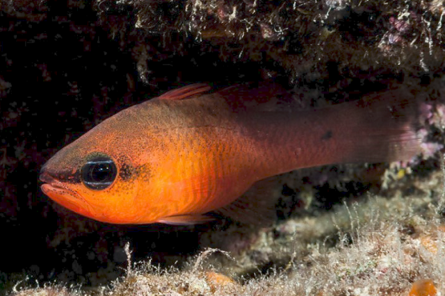 cardinal fish