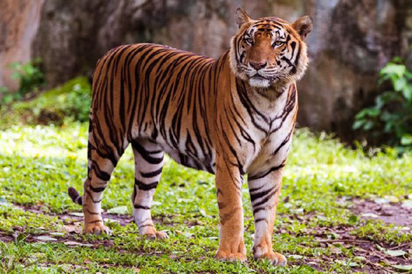 21 Tafsir Mimpi Tentang Harimau Menurut Primbon dan Erek Erek